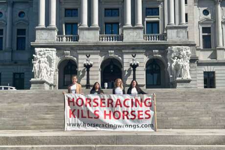 Protect Horses with Nationwide Advocacy Campaigns