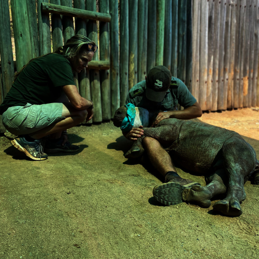 Giving Tuesday 2024 Save Orphaned & Injured Rhinos
