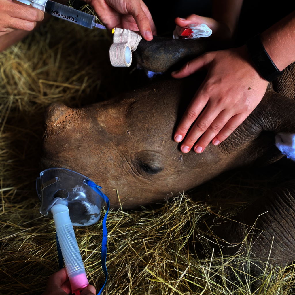 Giving Tuesday 2024 Save Orphaned & Injured Rhinos