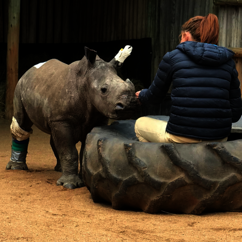 Giving Tuesday 2024 Save Orphaned & Injured Rhinos