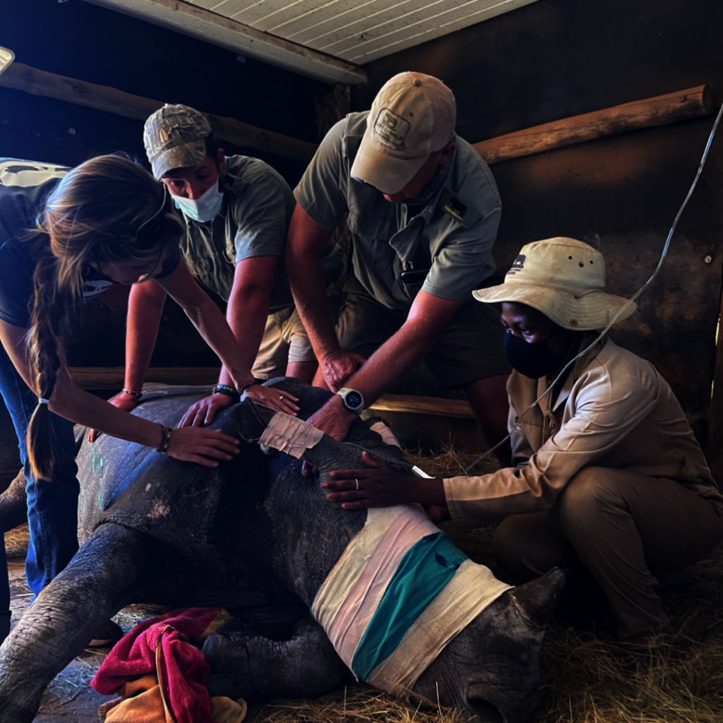 Giving Tuesday 2024 Save Orphaned & Injured Rhinos