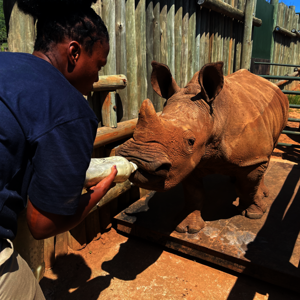 Giving Tuesday 2024 Save Orphaned & Injured Rhinos