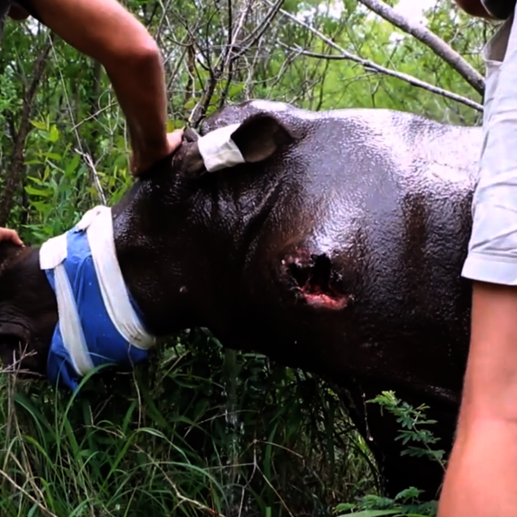 Giving Tuesday 2024 Save Orphaned & Injured Rhinos