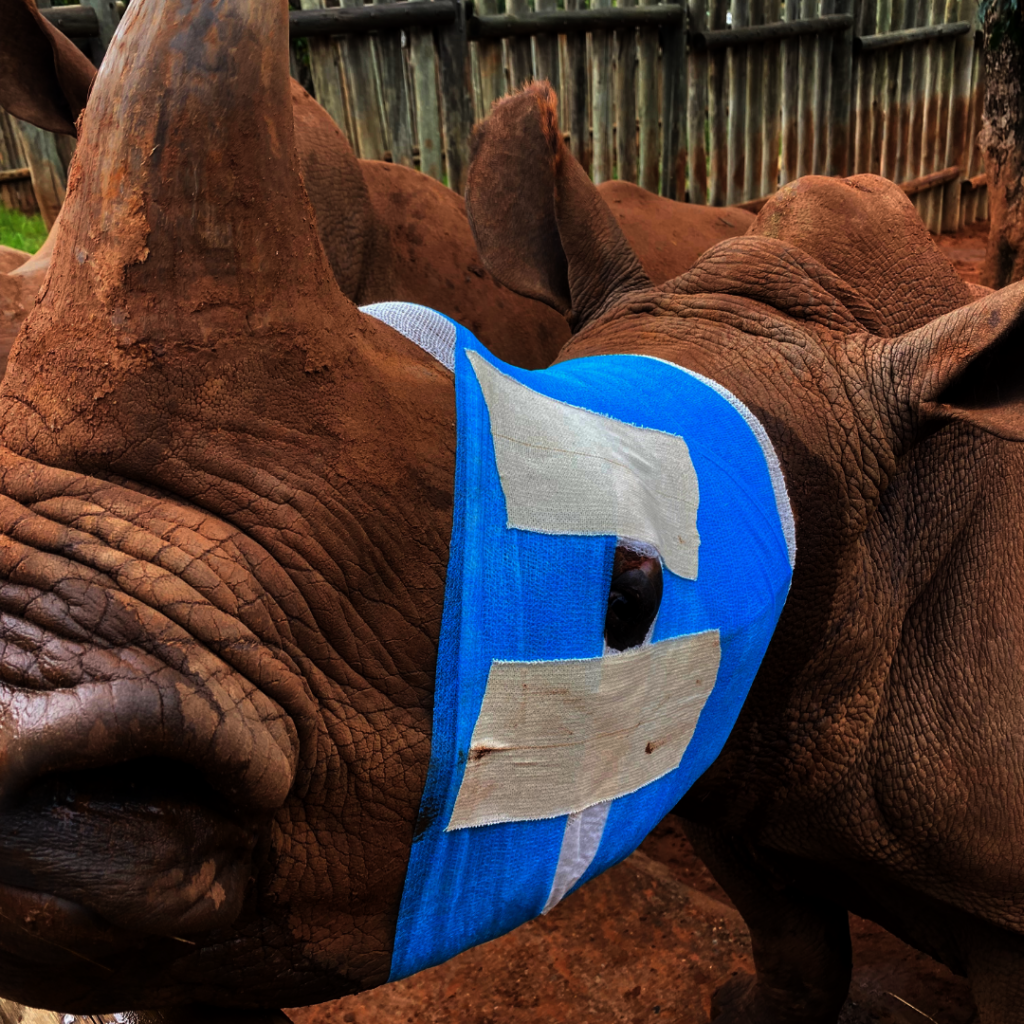 Giving Tuesday 2024 Save Orphaned & Injured Rhinos