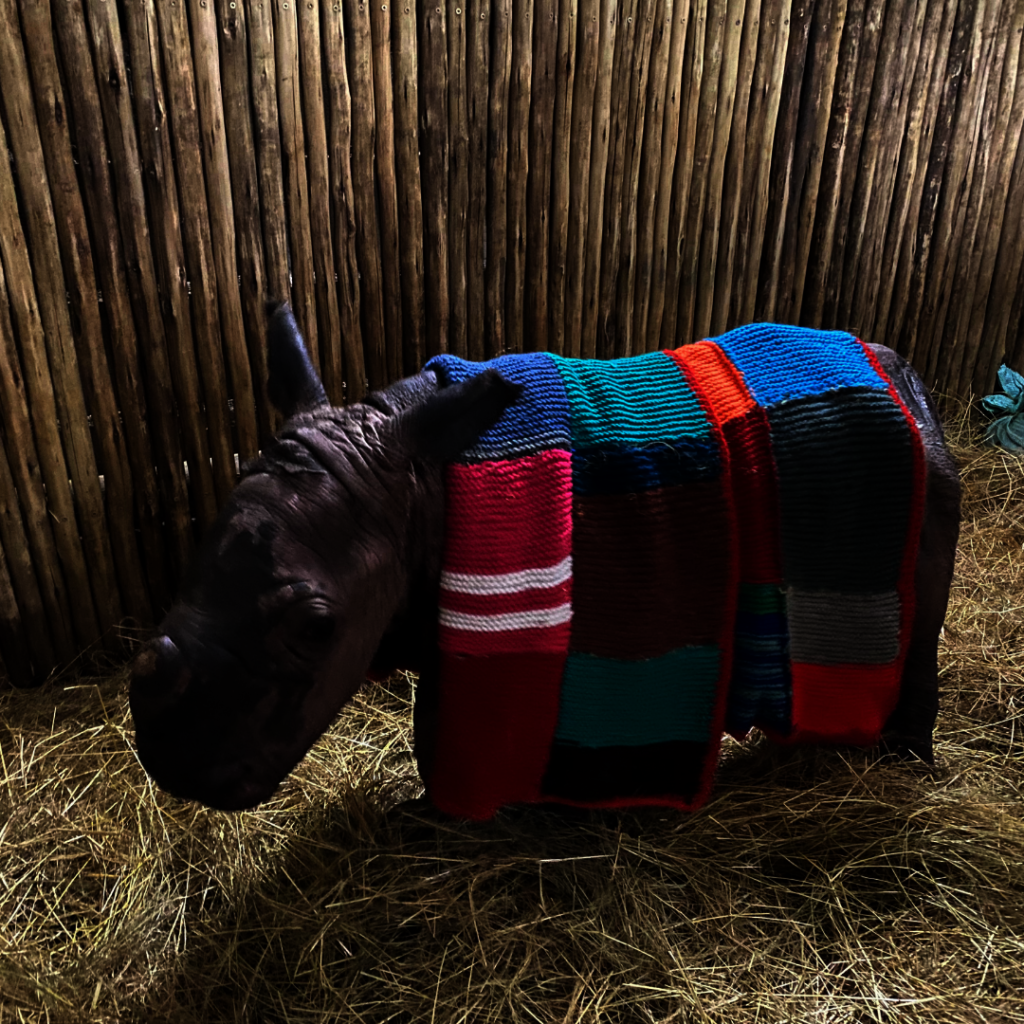 Giving Tuesday 2024 Save Orphaned & Injured Rhinos