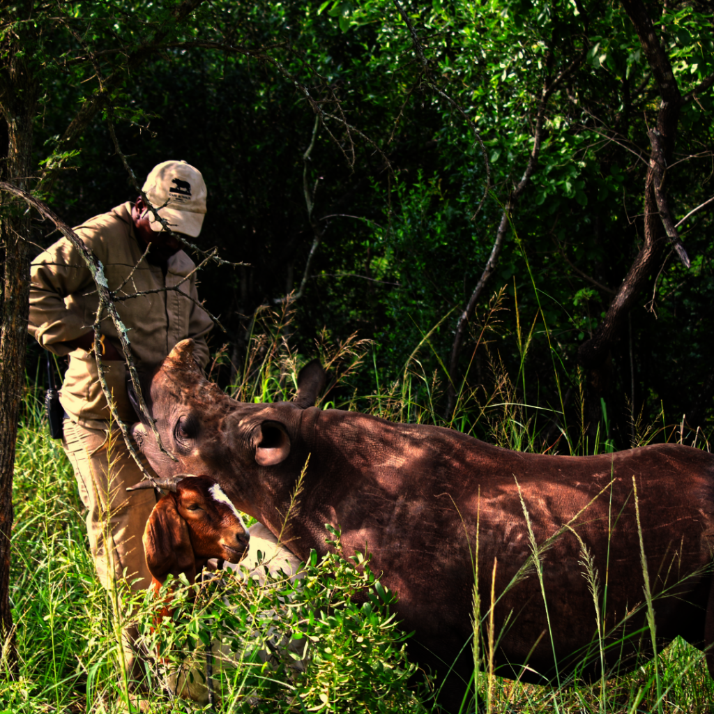 Giving Tuesday 2024 Save Orphaned & Injured Rhinos