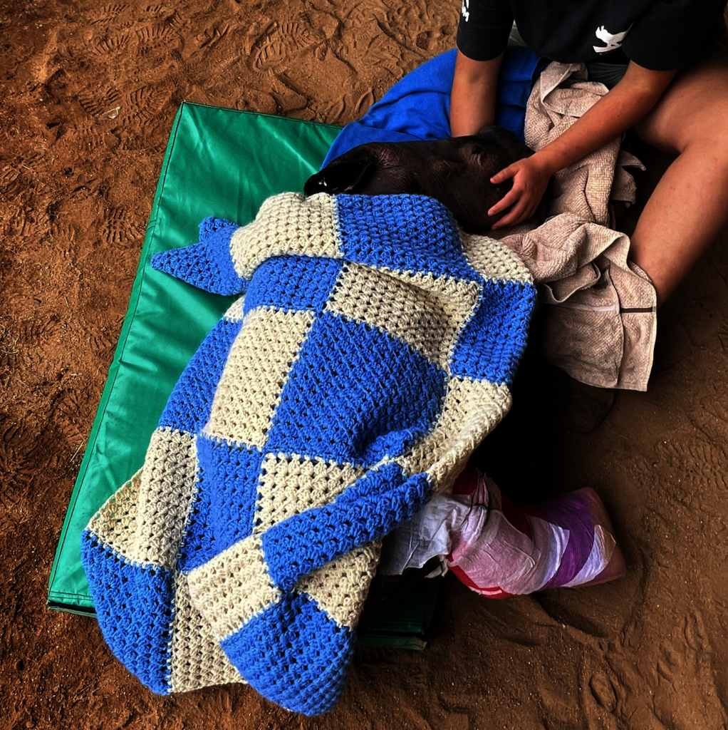 Giving Tuesday 2024 Save Orphaned & Injured Rhinos