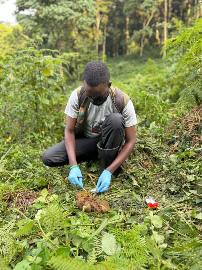 Gorilla health monitoring