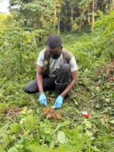 Gorilla health monitoring