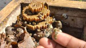 The Beecheii hive is NOT a comb of hexagonal cells