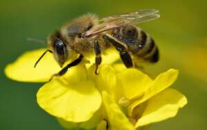 A Beecheii Bee Collecting Nectar and Pollen