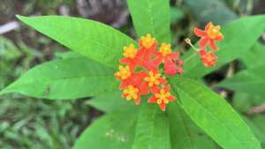 Flower Candidate 1