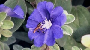 Flower Candidate 2