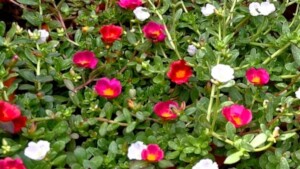 Flower Candidate 4