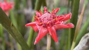 Flower Candidate 3