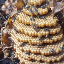 A stingless Melipona beehive is VERY different!