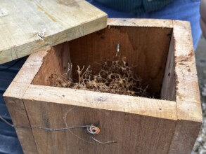 Inside of a Melipona Beehive