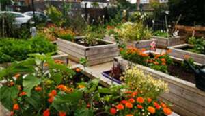 Imagine what the Garden Could Bee