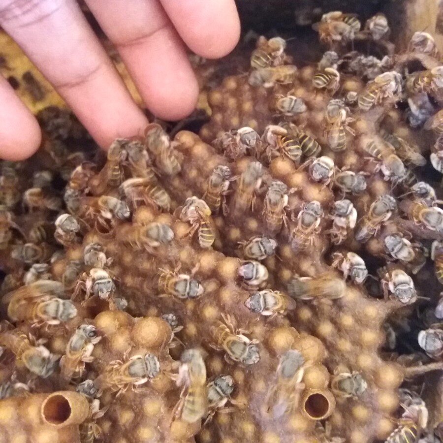 Casa Bee Kind Gardens and Hives