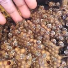 BeeCheii bees are stingless