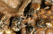 Casa Bee Kind Gardens and Hives