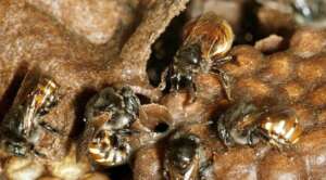 Casa Bee Kind Gardens and Hives