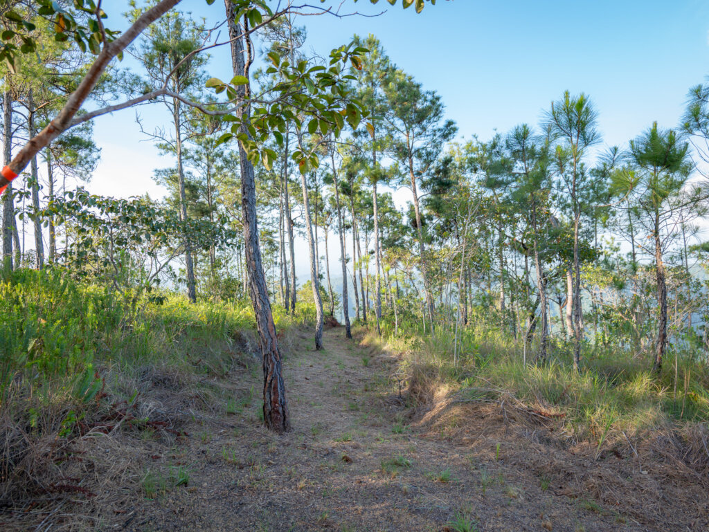 Trail being cleared to Lookout Point