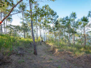 Trail being cleared to Lookout Point