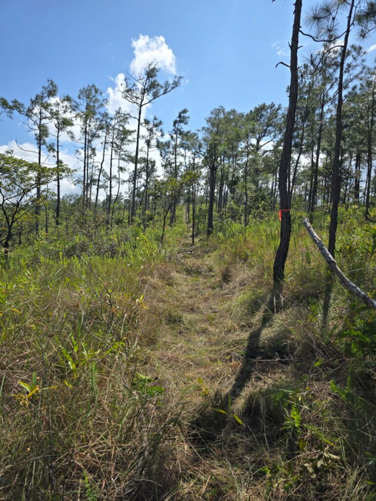 Initial demarcation - before lookout was found