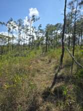 Initial demarcation - before lookout was found