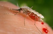 Supporting  malaria emergency response in Ethiopia