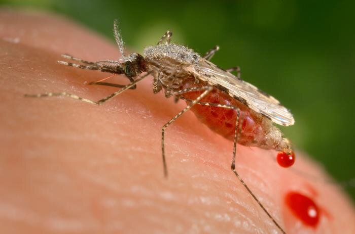 Supporting  malaria emergency response in Ethiopia