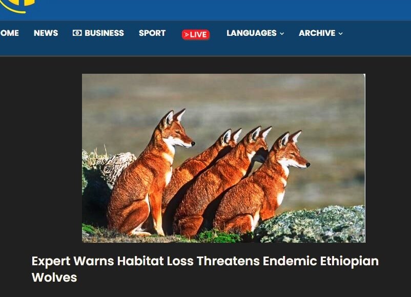 : Safeguarding Ethiopian Wolves from Extinction
