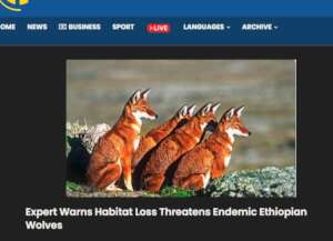 News that warn Ethiopian wolves species on  loss