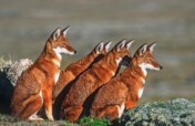 : Safeguarding Ethiopian Wolves from Extinction