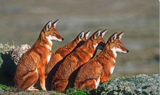 : Safeguarding Ethiopian Wolves from Extinction