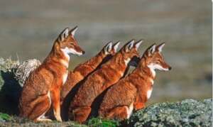 : Safeguarding Ethiopian Wolves from Extinction