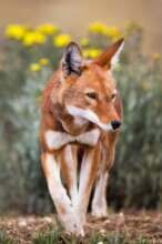 Ethiopia's endemic wildlife