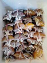 SICKDEI DONATE BLOOD TO SAVE LIFE ACTIVITIES