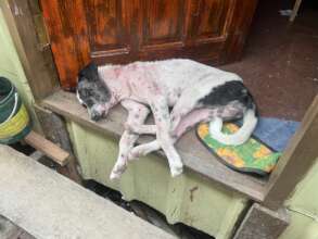 Condition of the dogs in the Bajau village