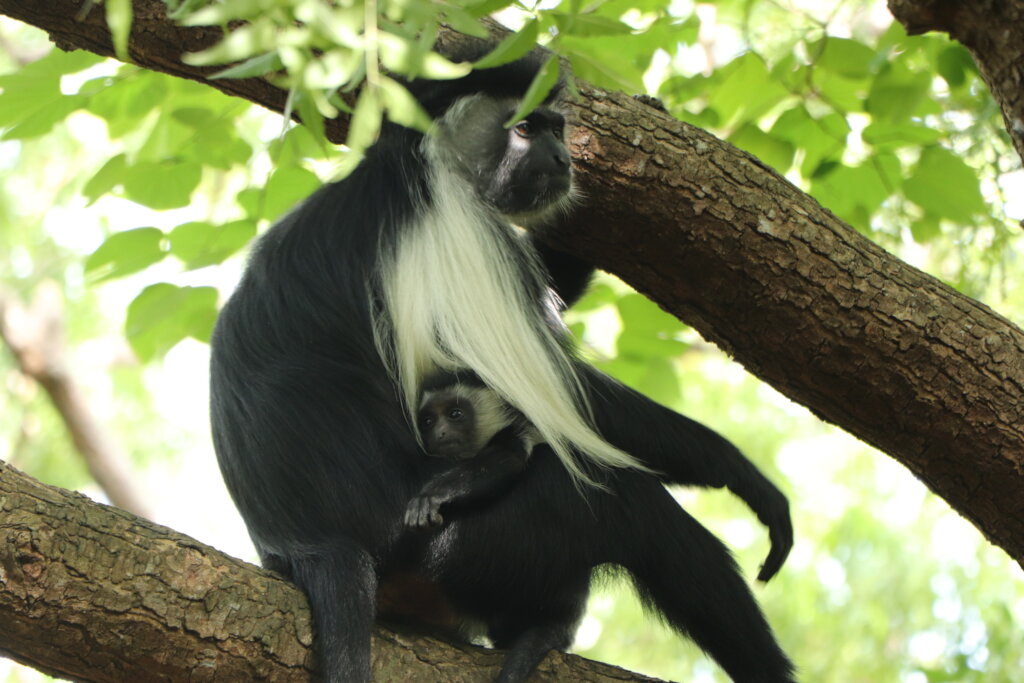 Help Save Primates and their Habitat