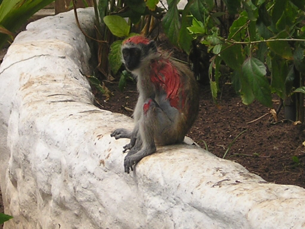 Help Save Primates and their Habitat