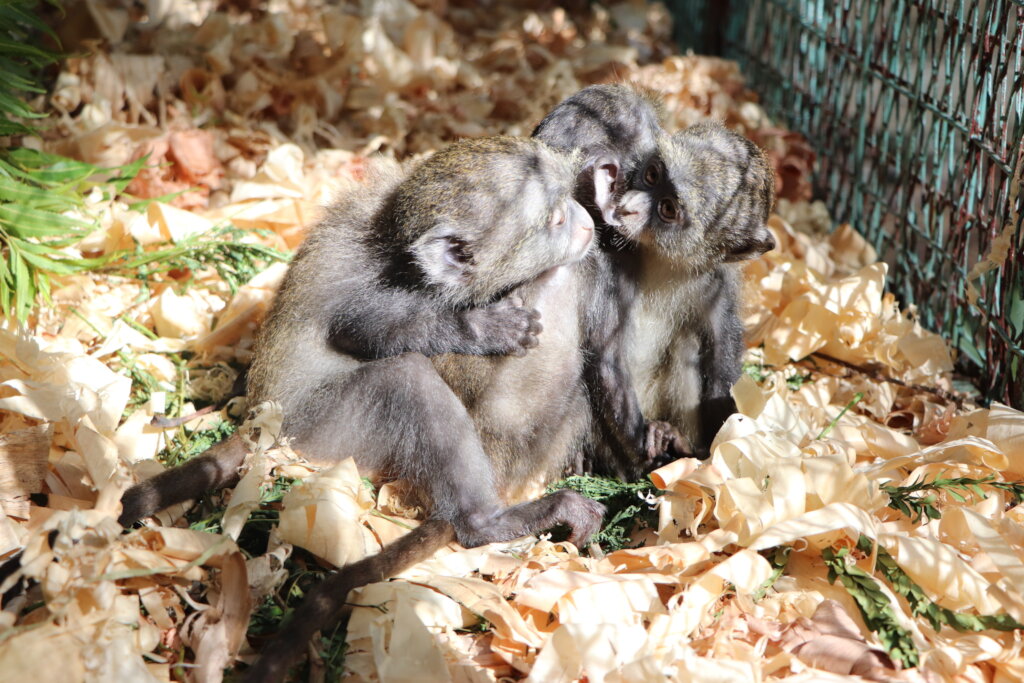 Help Save Primates and their Habitat