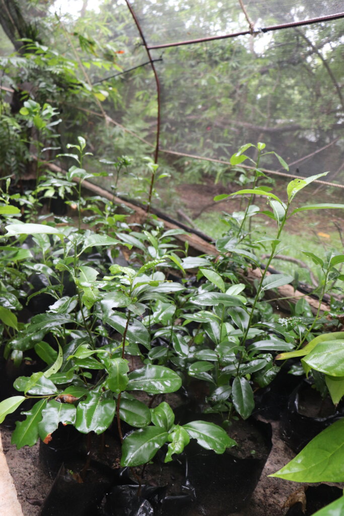 Help Save Primates and their Habitat