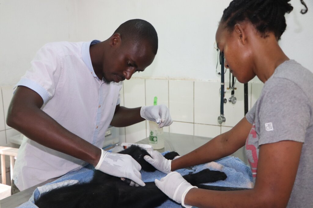 Help Save Primates and their Habitat