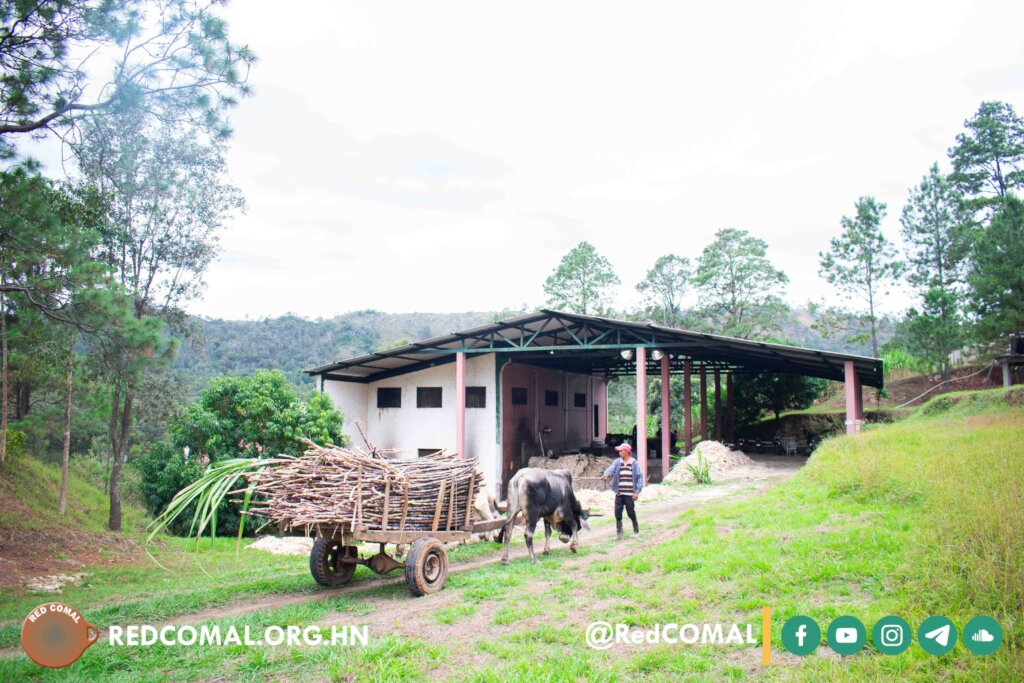 Community Farmers Transform Local Economy & Health