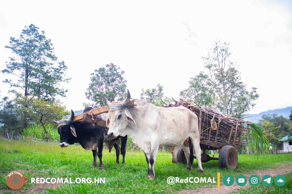 Community Farmers Transform Local Economy & Health