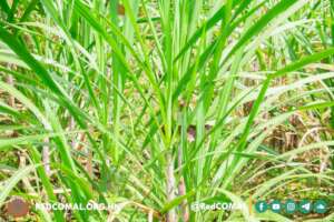 Healthy cane stalks