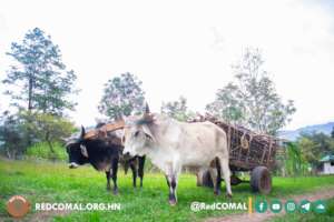 Animal and Plant Care: A Rural Legacy