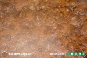 Cane is boiled and crystallized